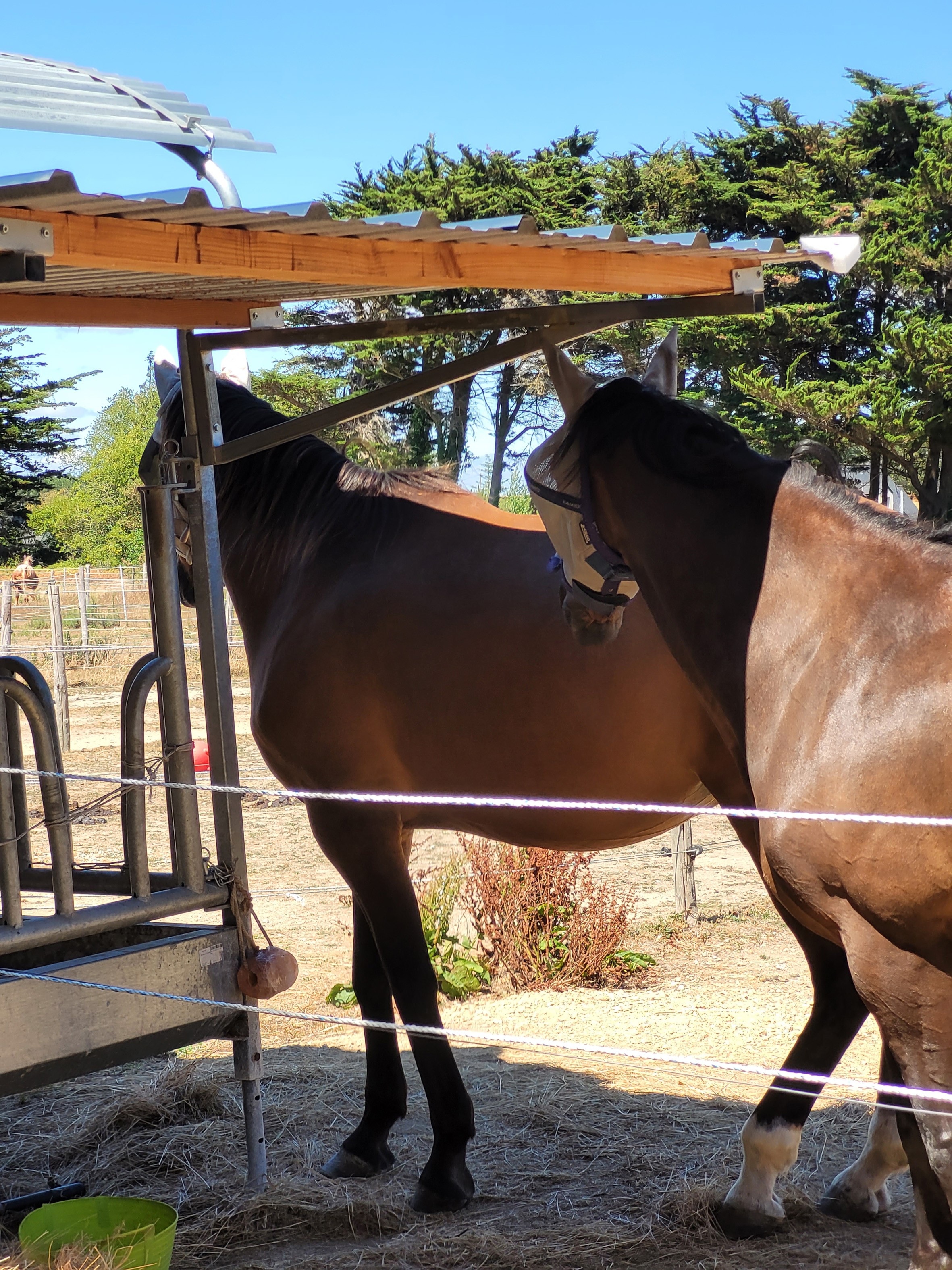 2 chevaux proteges du soleil sous un des 2 auvents a leur disposition