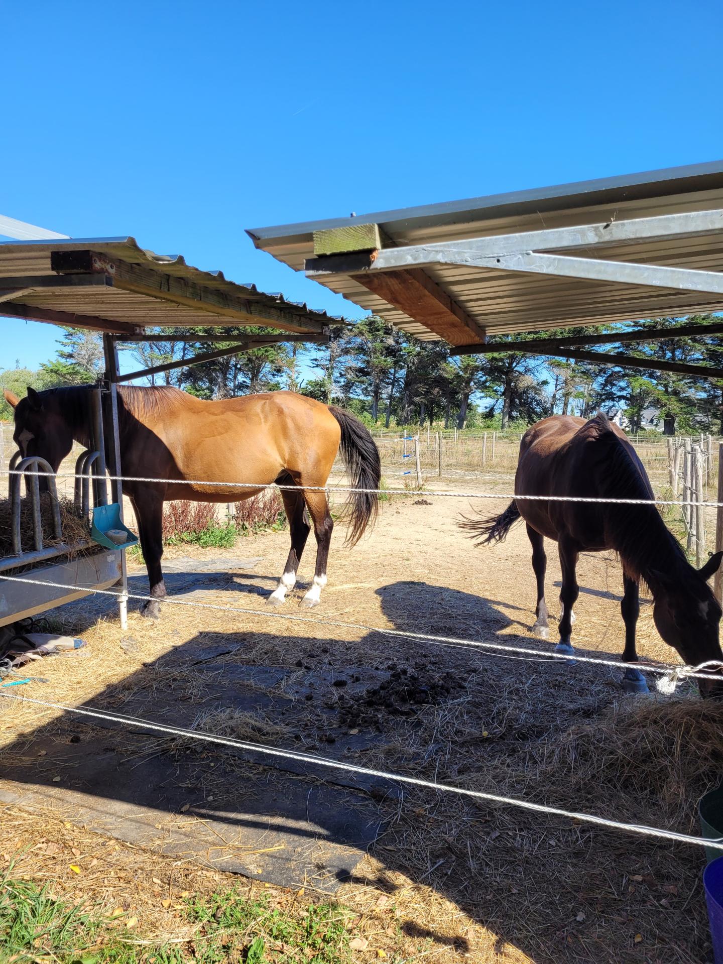 6 groupes de 2 chevaux a kerbrezel avec 2 auvents pour chaque groupe de 2 chevaux