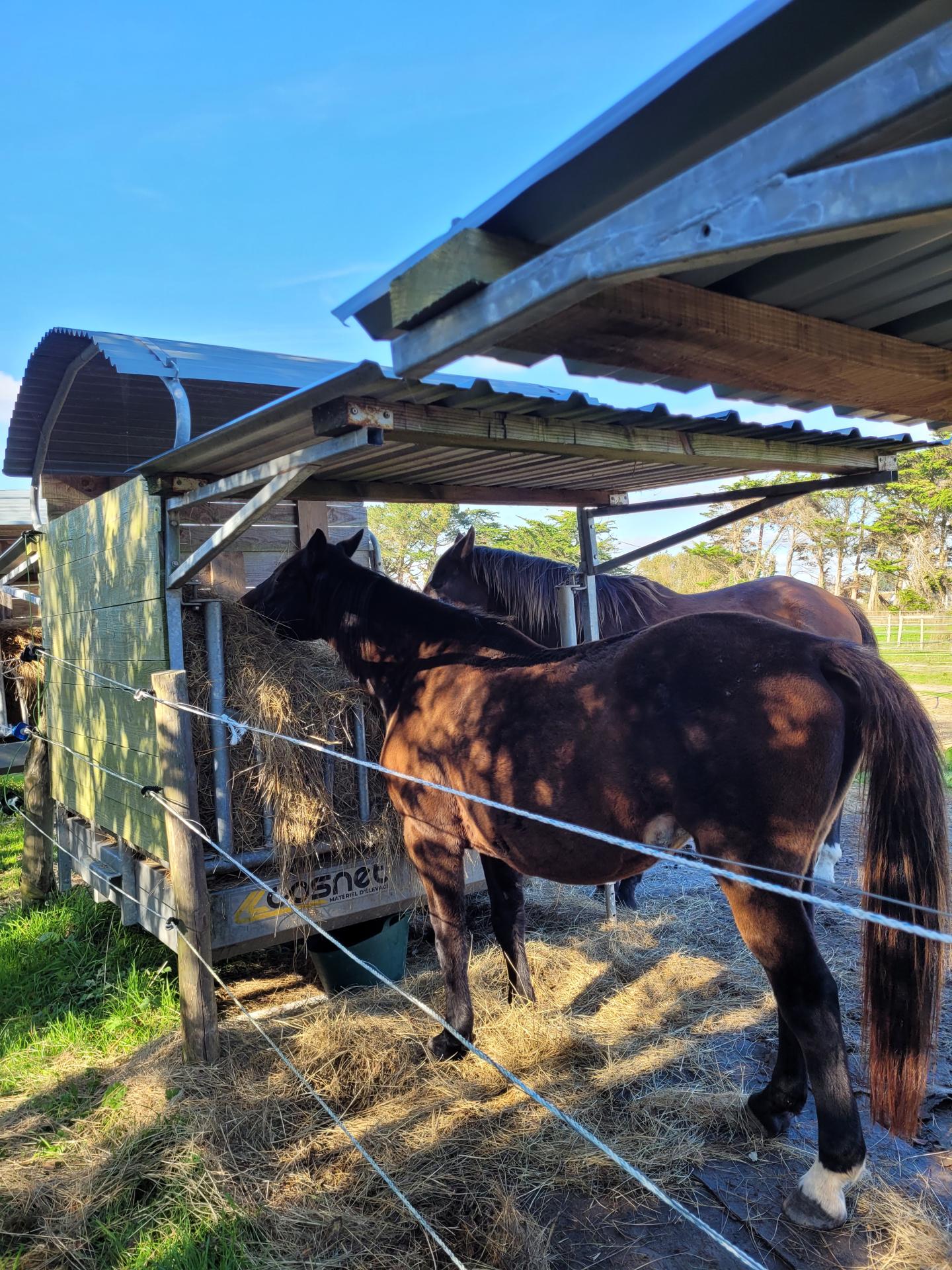 6 groupes de 2 chevaux a kerbrezel et 2 auvents pour chaque groupe de 2 chevaux