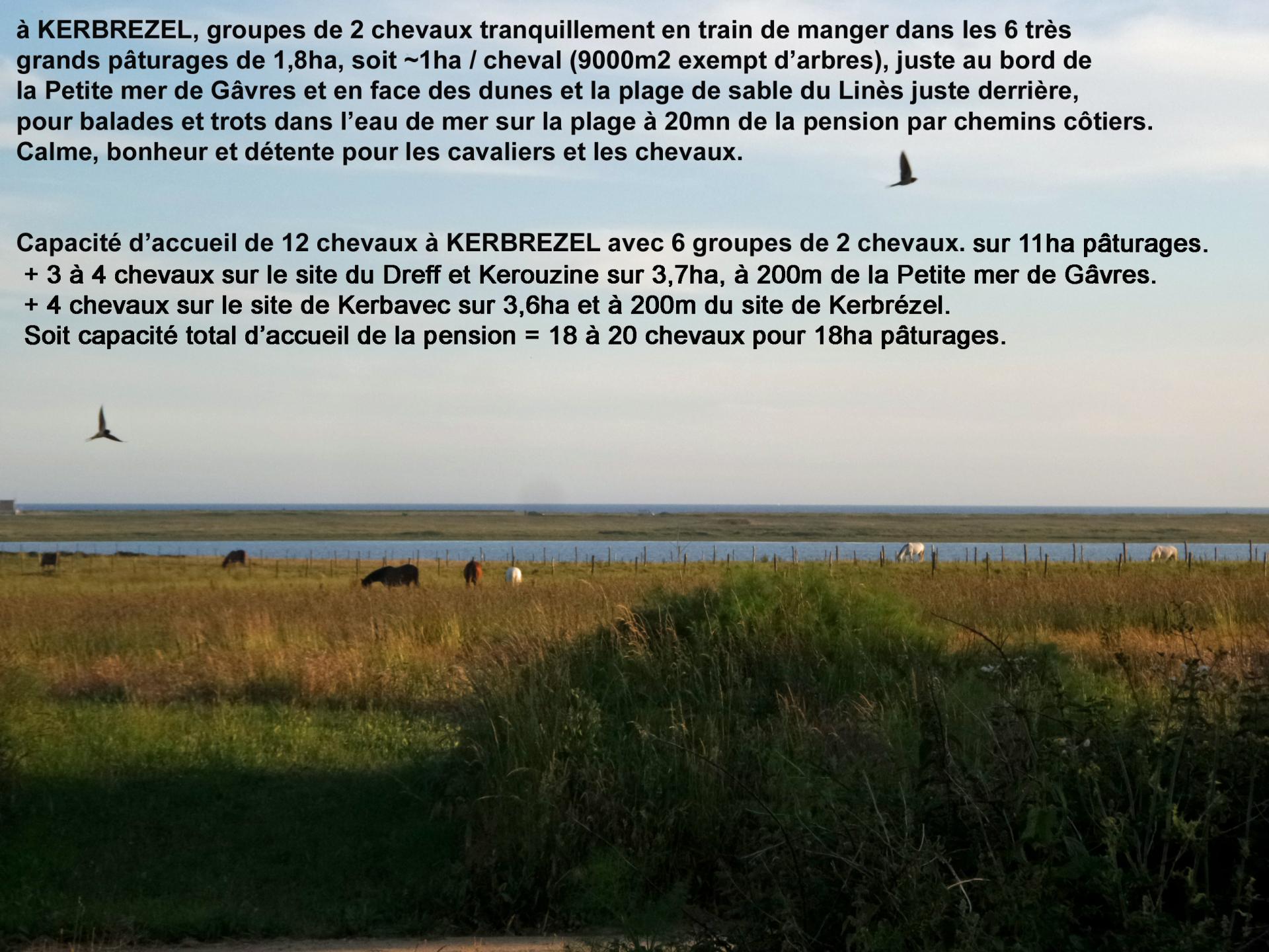98 7 chevaux a kerbrezel au bord de la petite mer de gavres 2
